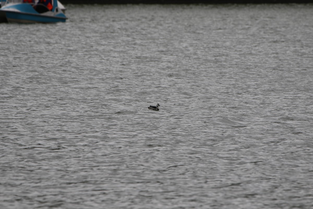 Cotton Pygmy-Goose - ML508404961