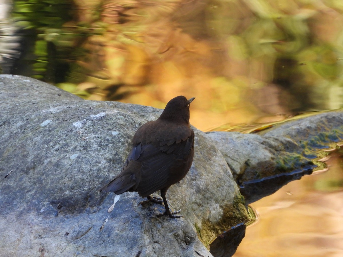 Brown Dipper - tiger 鄭