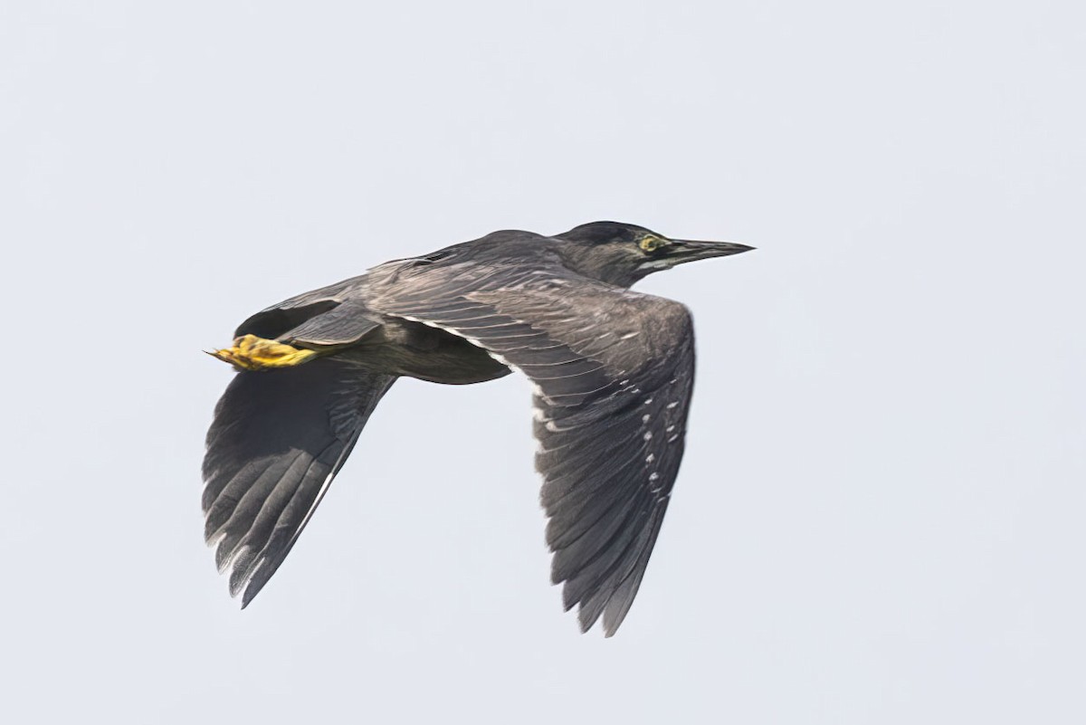 Striated Heron (South American) - ML508407231