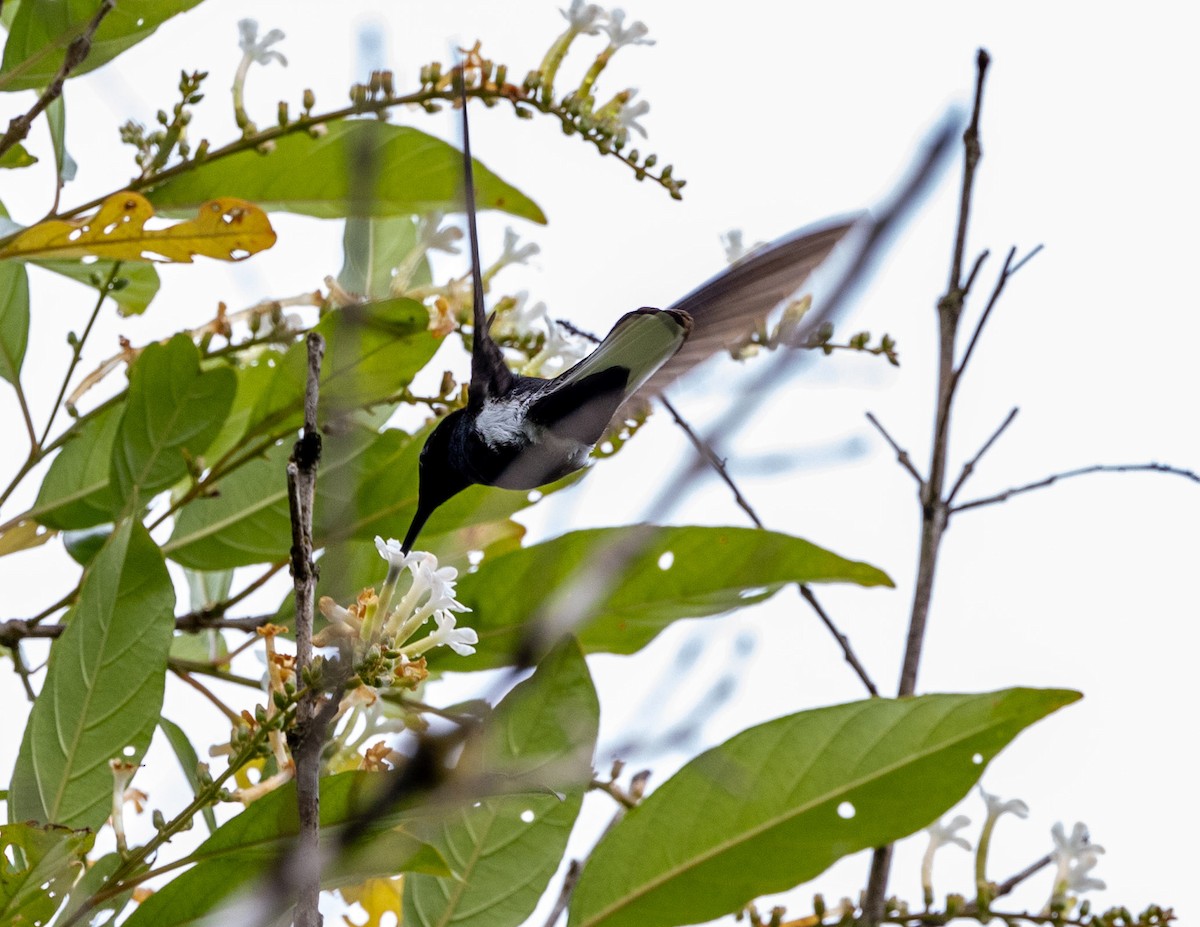 kolibřík černobílý - ML508409881