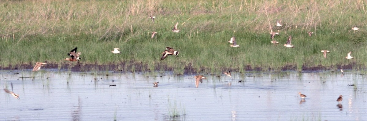 Hudsonian Godwit - ML508410431