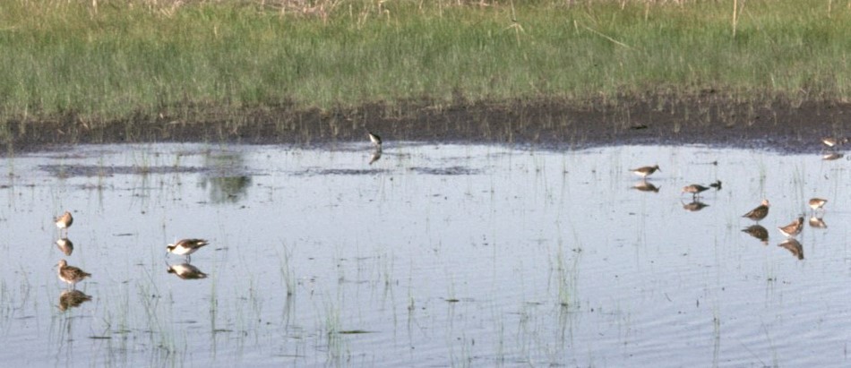 Wilson's Phalarope - ML508410471