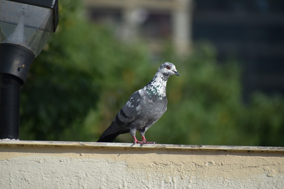 Rock Pigeon (Feral Pigeon) - ML508410711