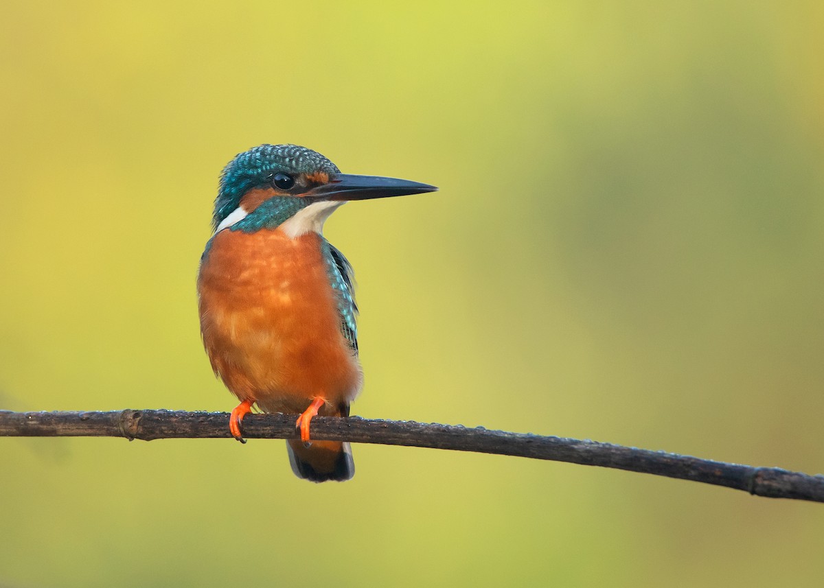 Common Kingfisher (Common) - ML508411101