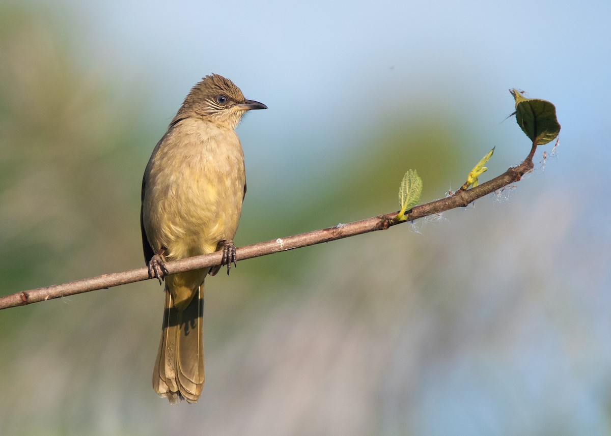 Streak-eared Bulbul - ML508411361