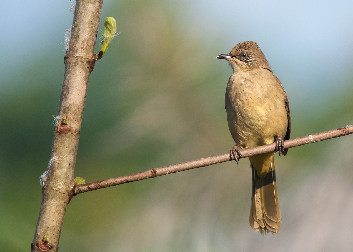 Streak-eared Bulbul - ML508411371