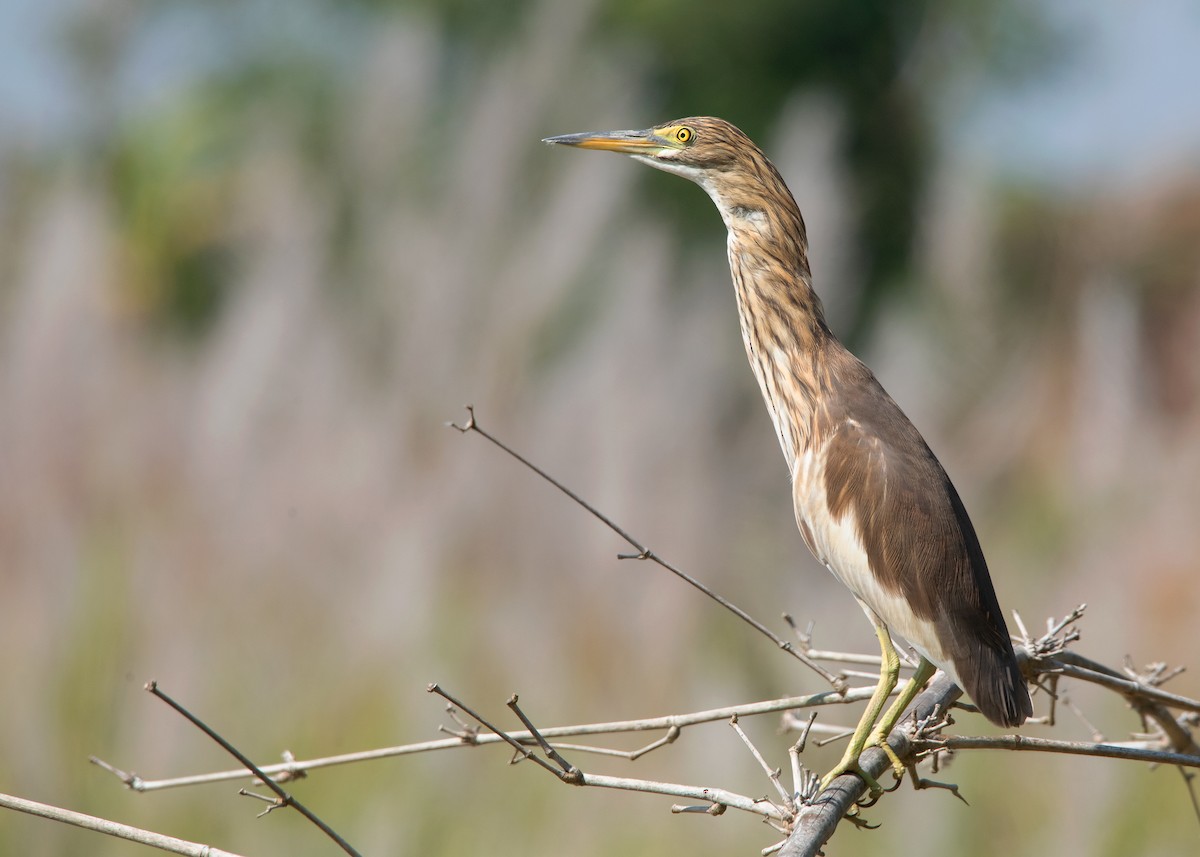 Chinese Pond-Heron - ML508411831