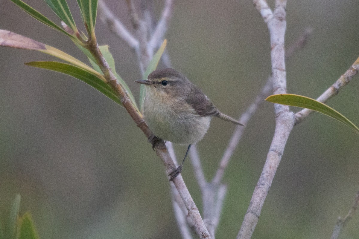 Canary Islands Chiffchaff - ML508412051