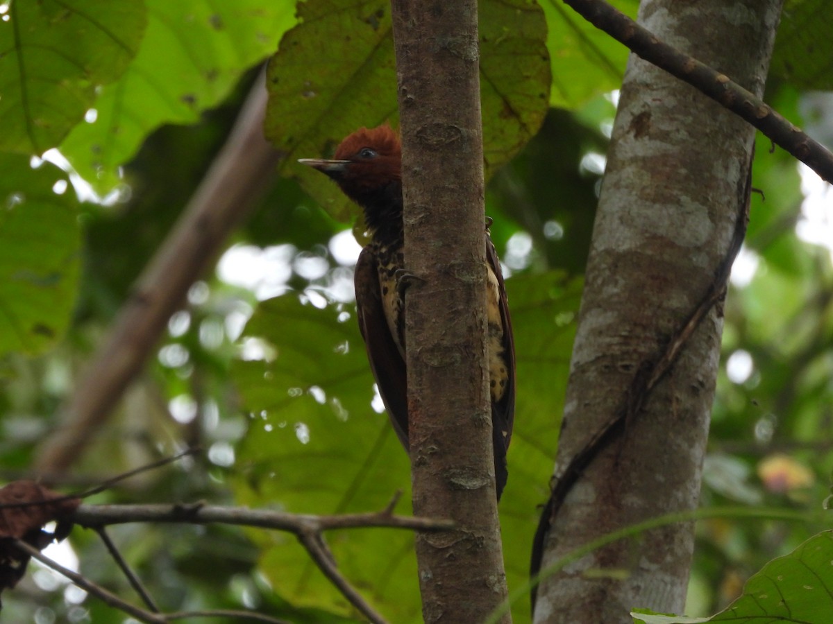 Waved Woodpecker (Scale-breasted) - Jorge Galván