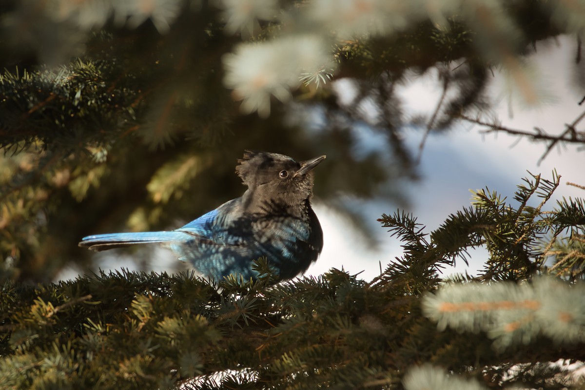 Steller's Jay - ML508413751