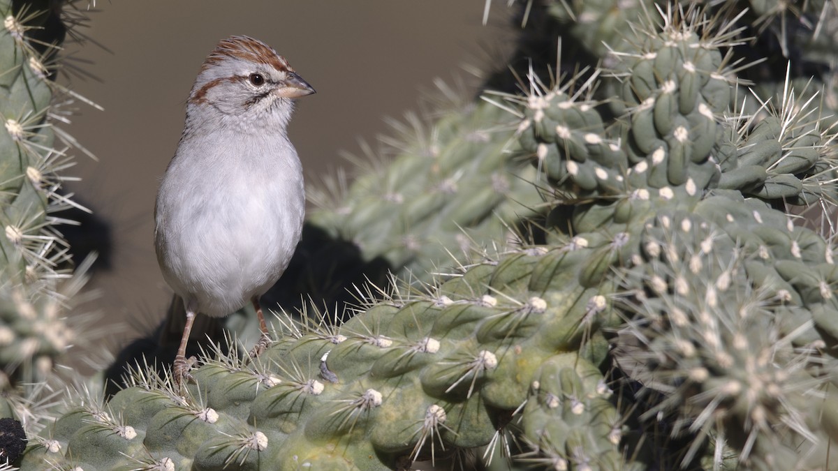 Rufous-winged Sparrow - Mark Scheel