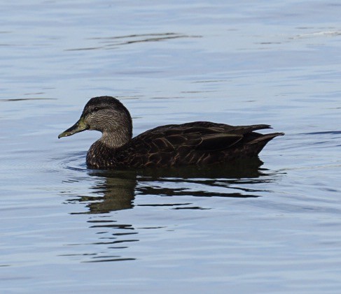 American Black Duck - ML50841661