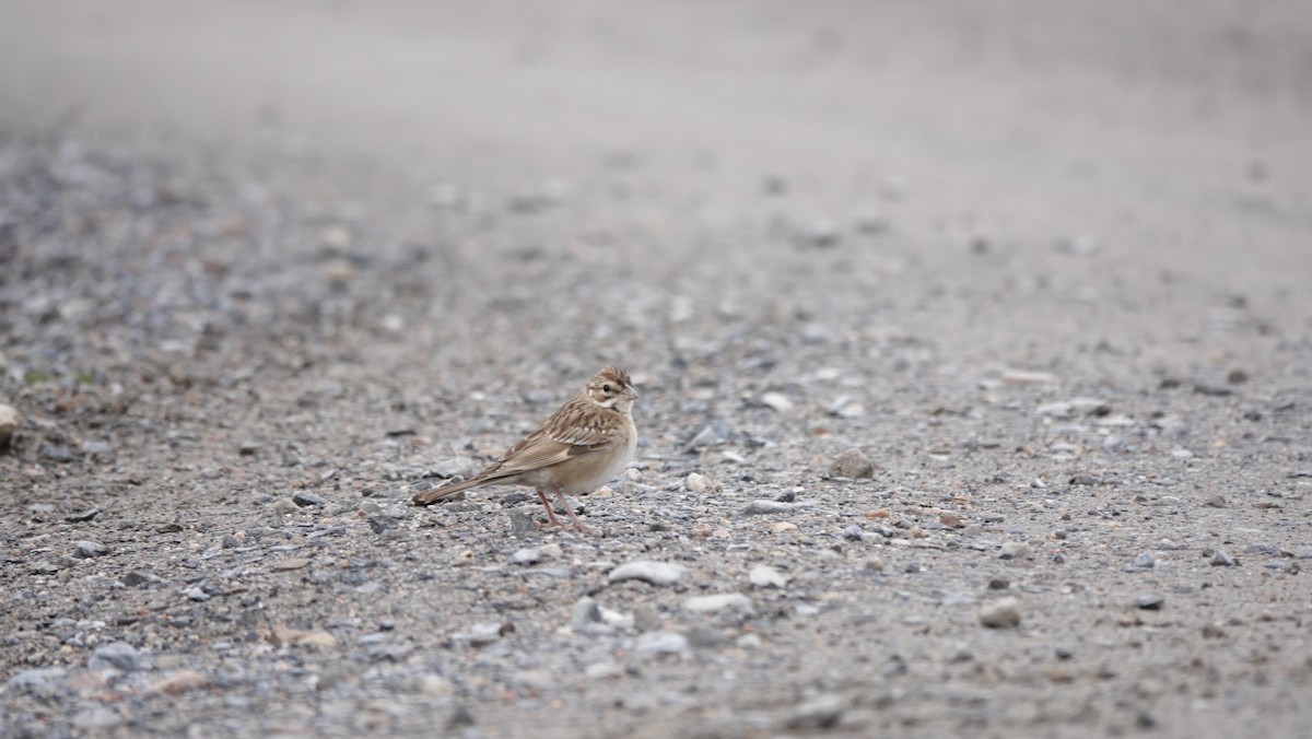 Lark Sparrow - ML508417021