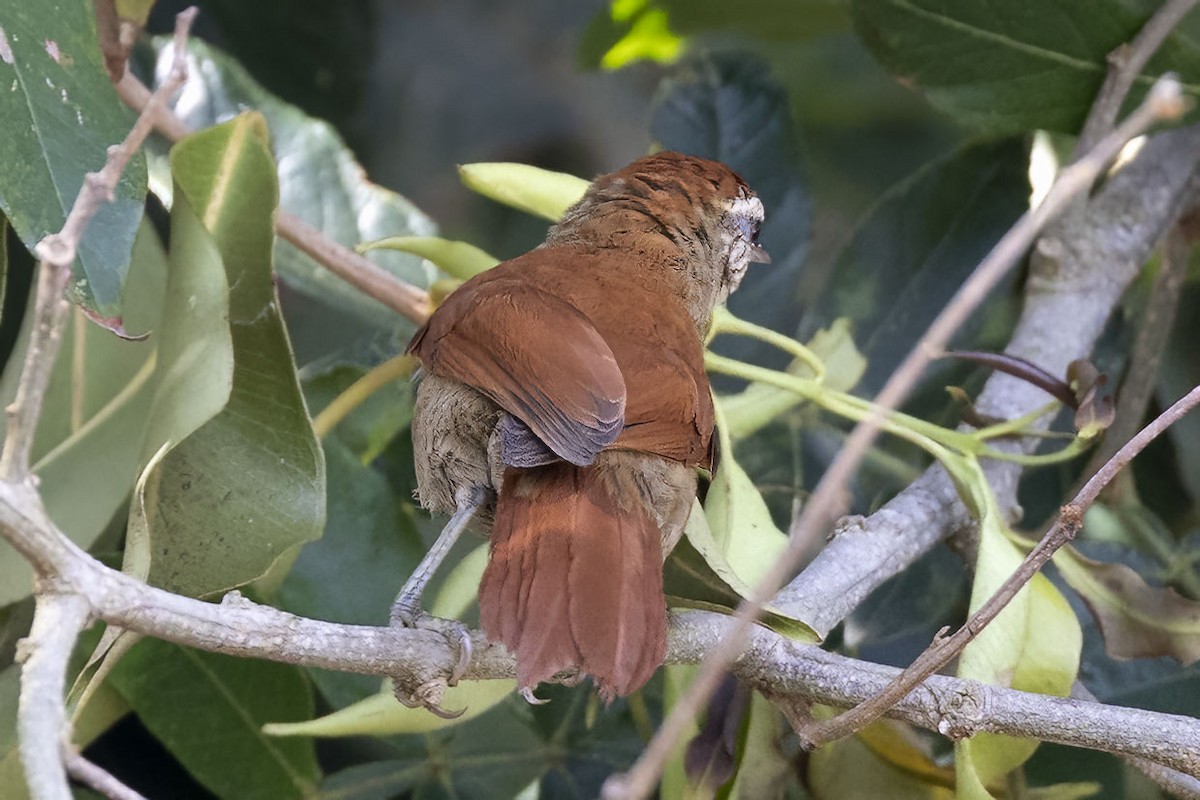 Rusty-backed Spinetail - ML508417061