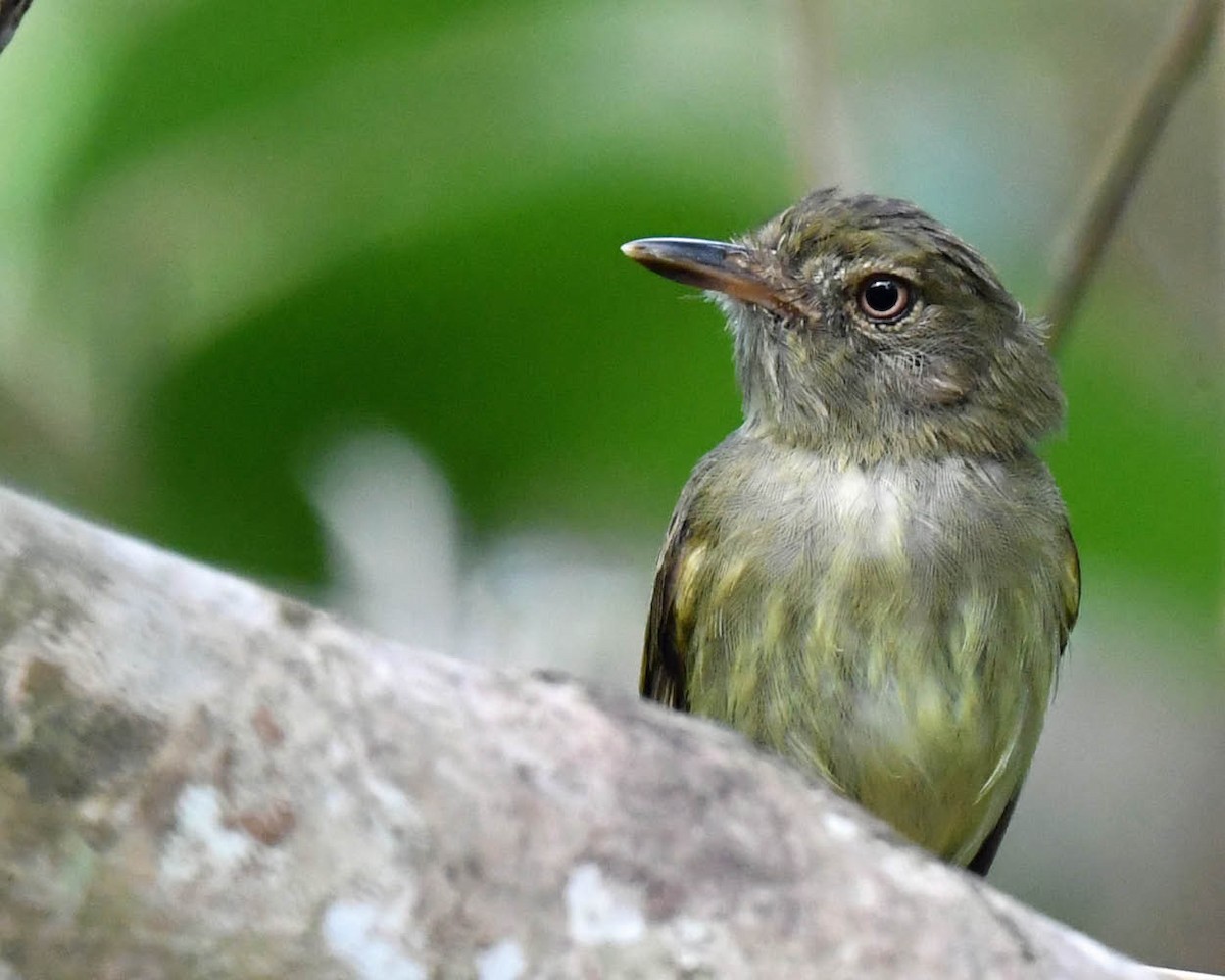 Long-crested Pygmy-Tyrant - ML508417151