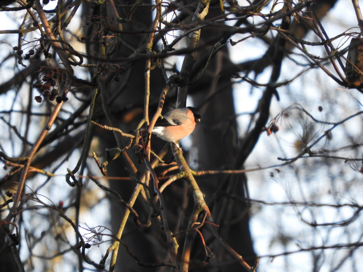 Eurasian Bullfinch (Eurasian) - ML508418361