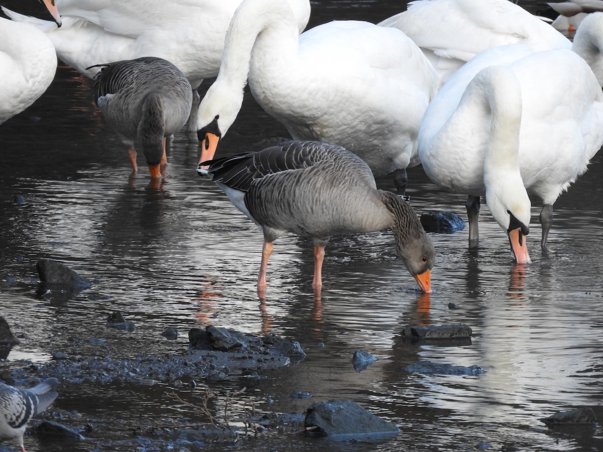 Graylag Goose - ML508418511