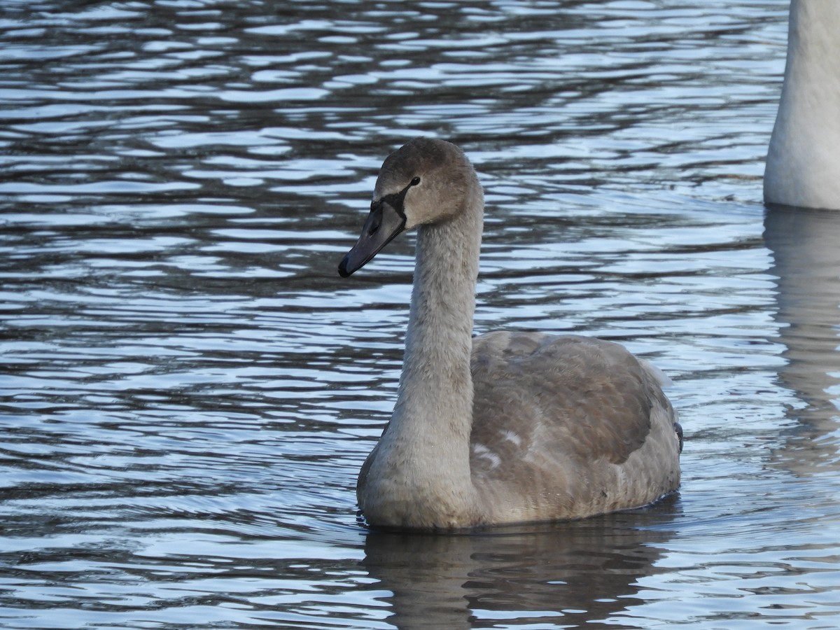 Mute Swan - Alba Sanjuán