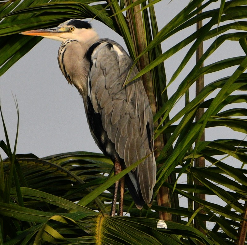 Gray Heron - ML508418891