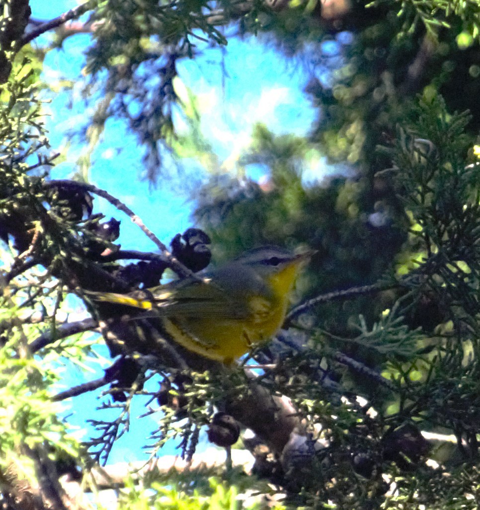 Gray-hooded Warbler - ML508419171