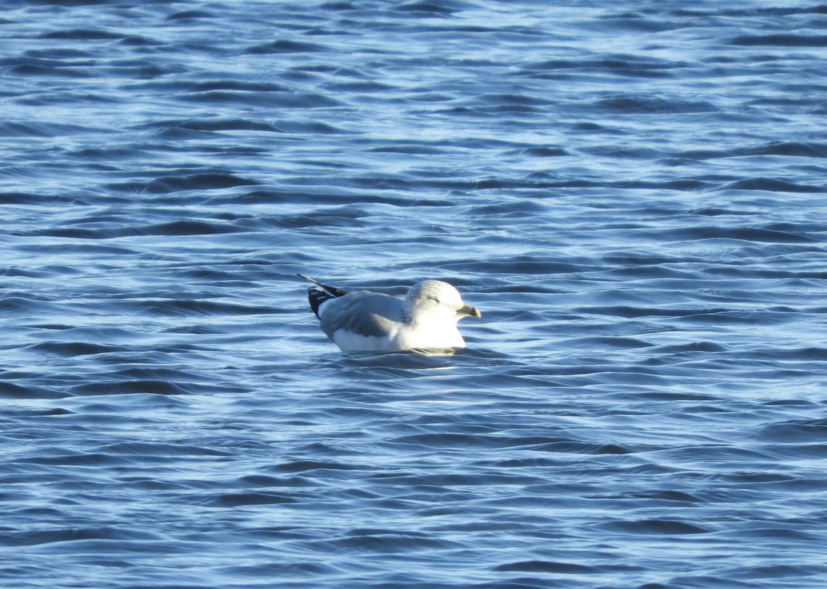 Common Gull - Alba Sanjuán