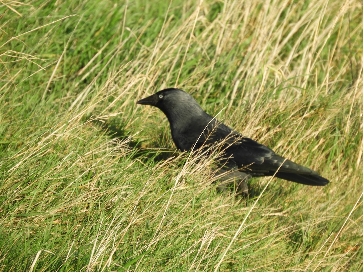 Eurasian Jackdaw - ML508419401