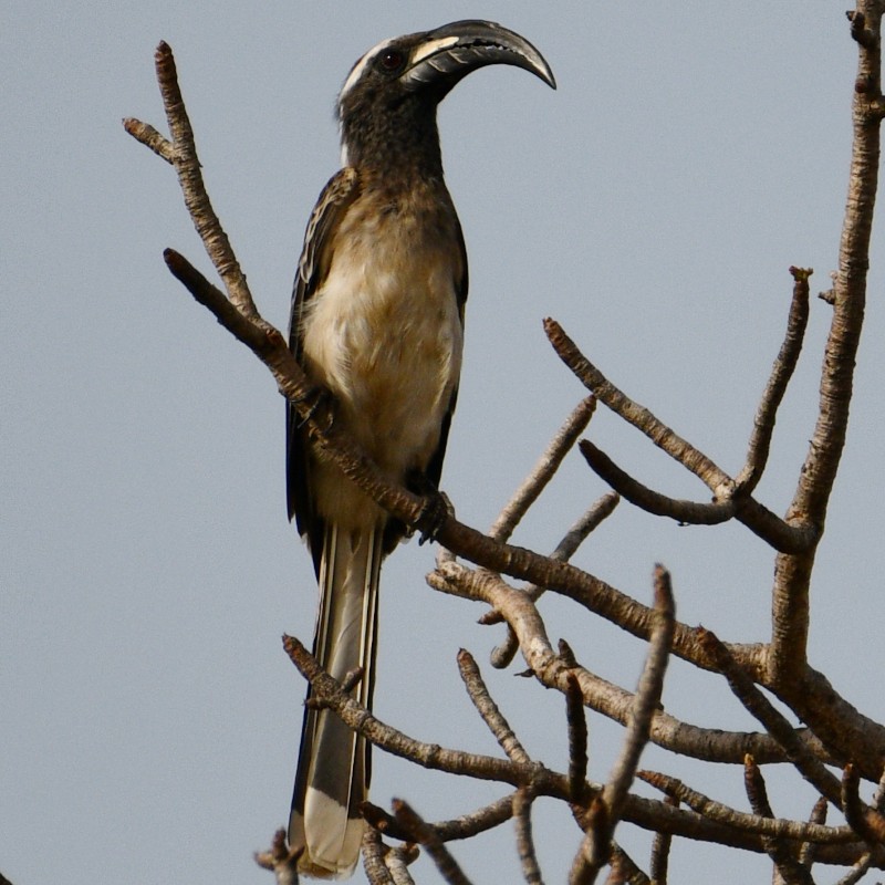 African Gray Hornbill - ML508420231