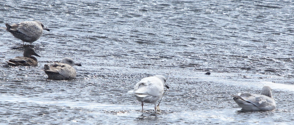 Iceland Gull (kumlieni) - ML50842051