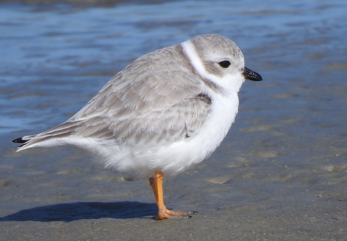 Piping Plover - ML508421831