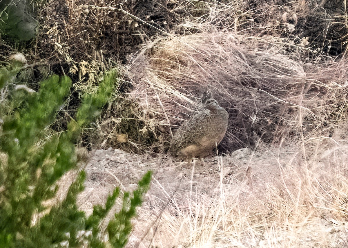 Andean Tinamou - ML508422201