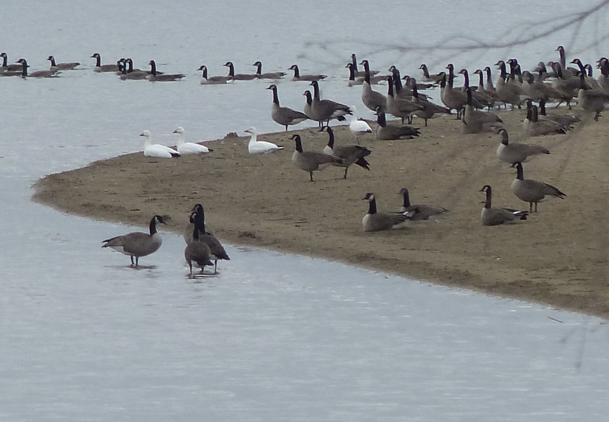 Snow Goose - ML508422521