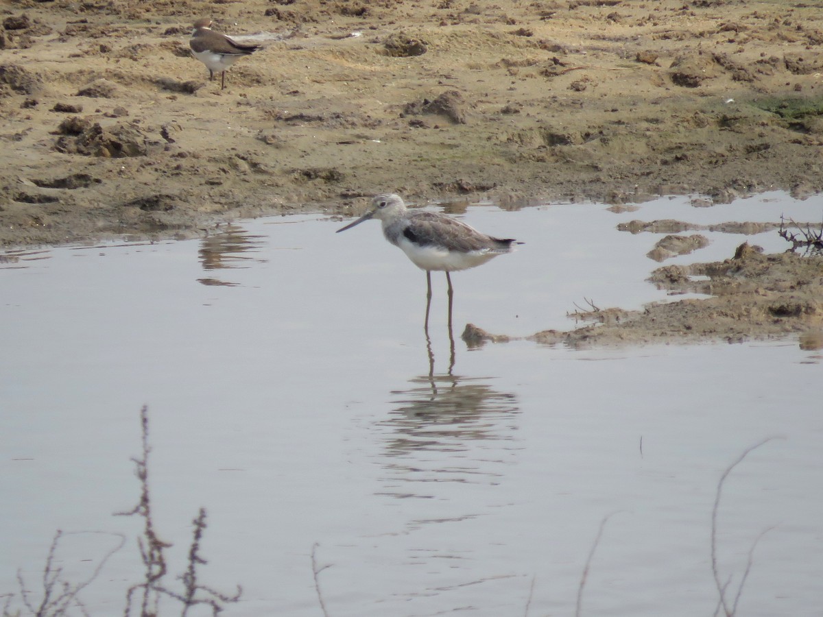 Common Greenshank - ML508422781