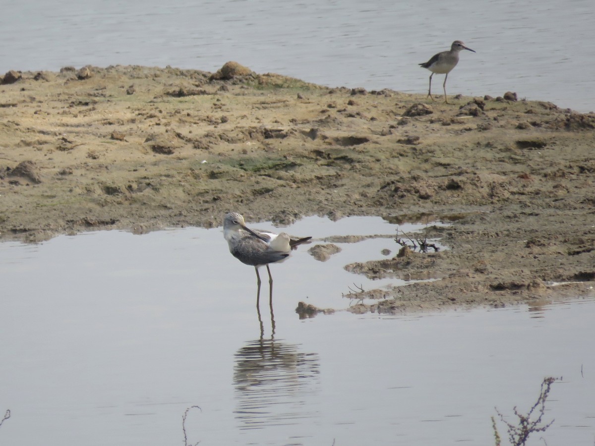 Common Greenshank - ML508422791