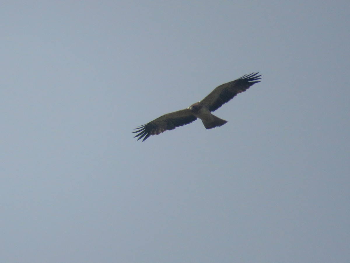 Booted Eagle - ML508423121