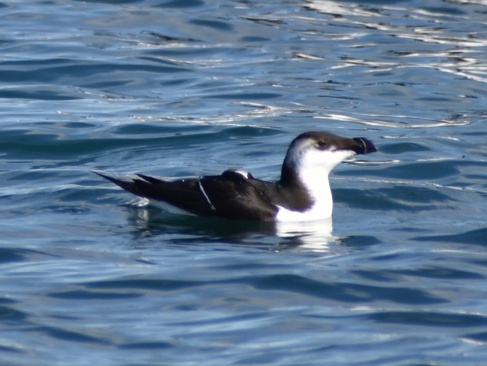 Razorbill - ML508423341