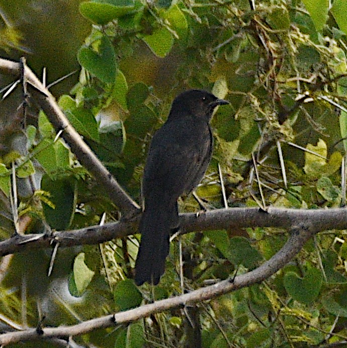 Kuzeyli Drongo Sinekkapanı - ML508423411