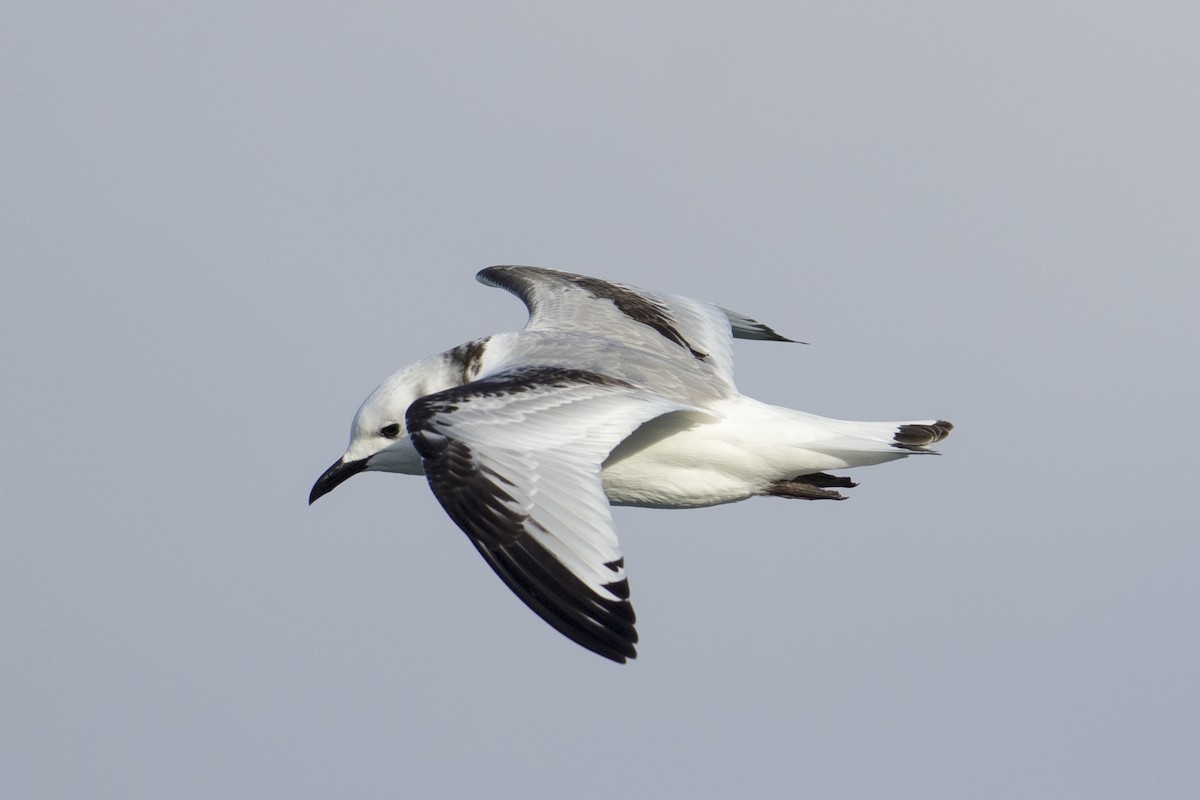 Black-legged Kittiwake - ML508424631