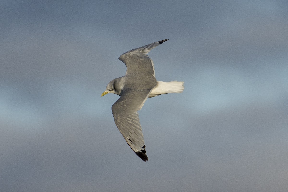 Black-legged Kittiwake - ML508424641