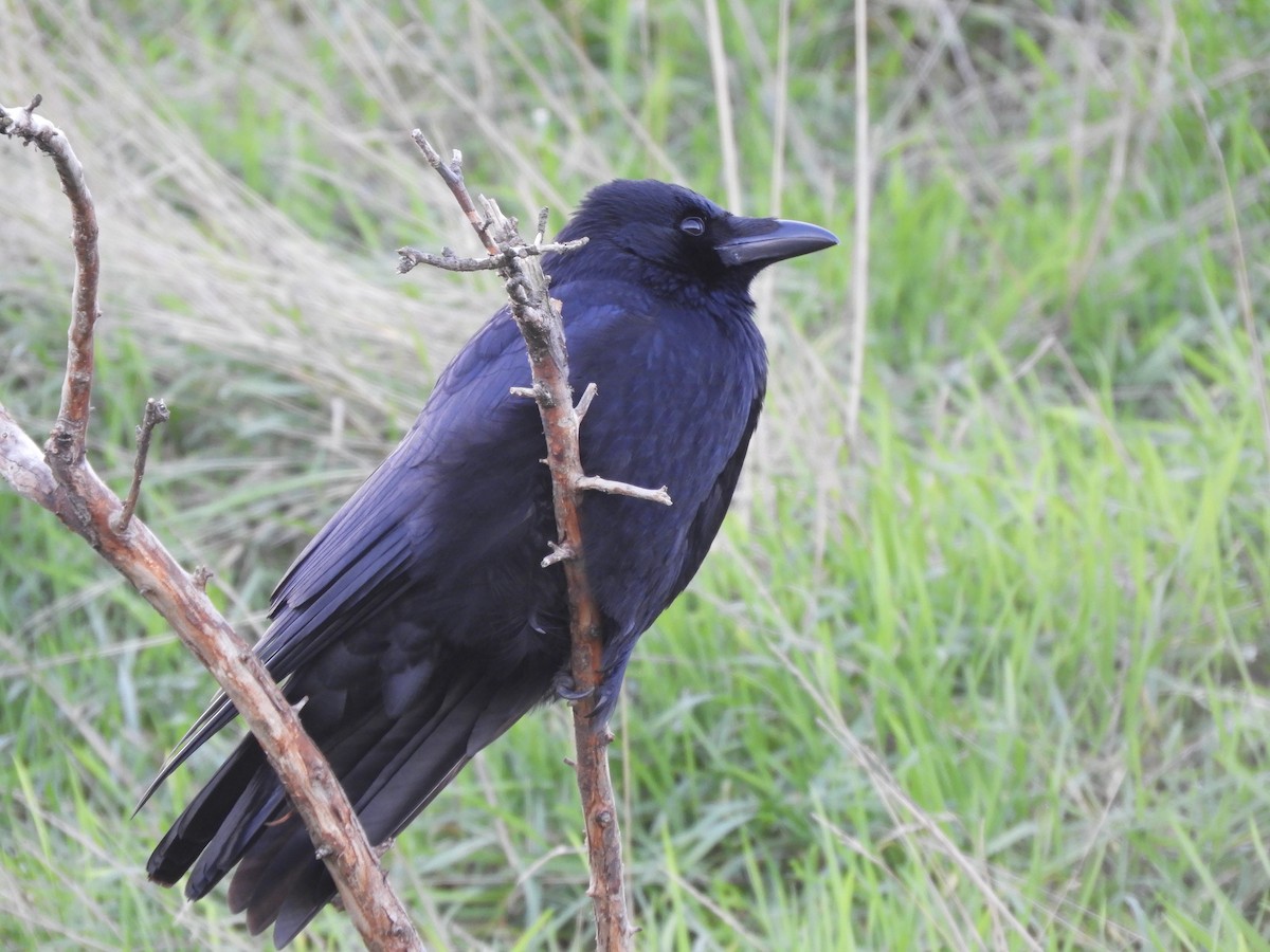 Carrion Crow - Alba Sanjuán