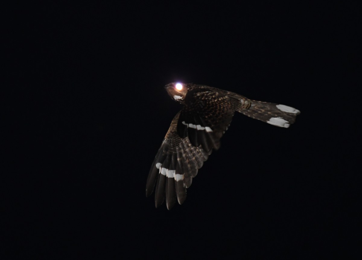 Large-tailed Nightjar - ML508425531