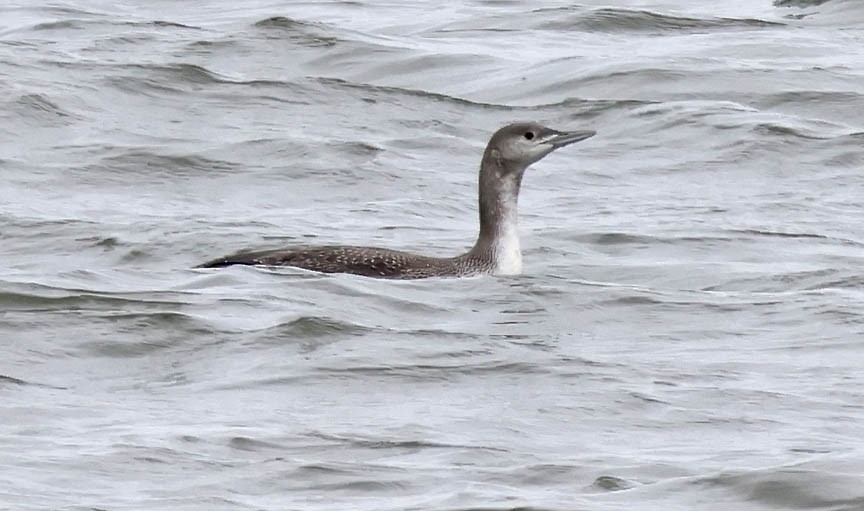 Red-throated Loon - ML508426881