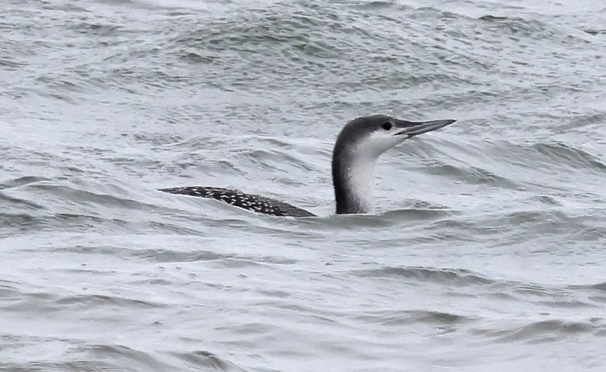 Red-throated Loon - ML508426891