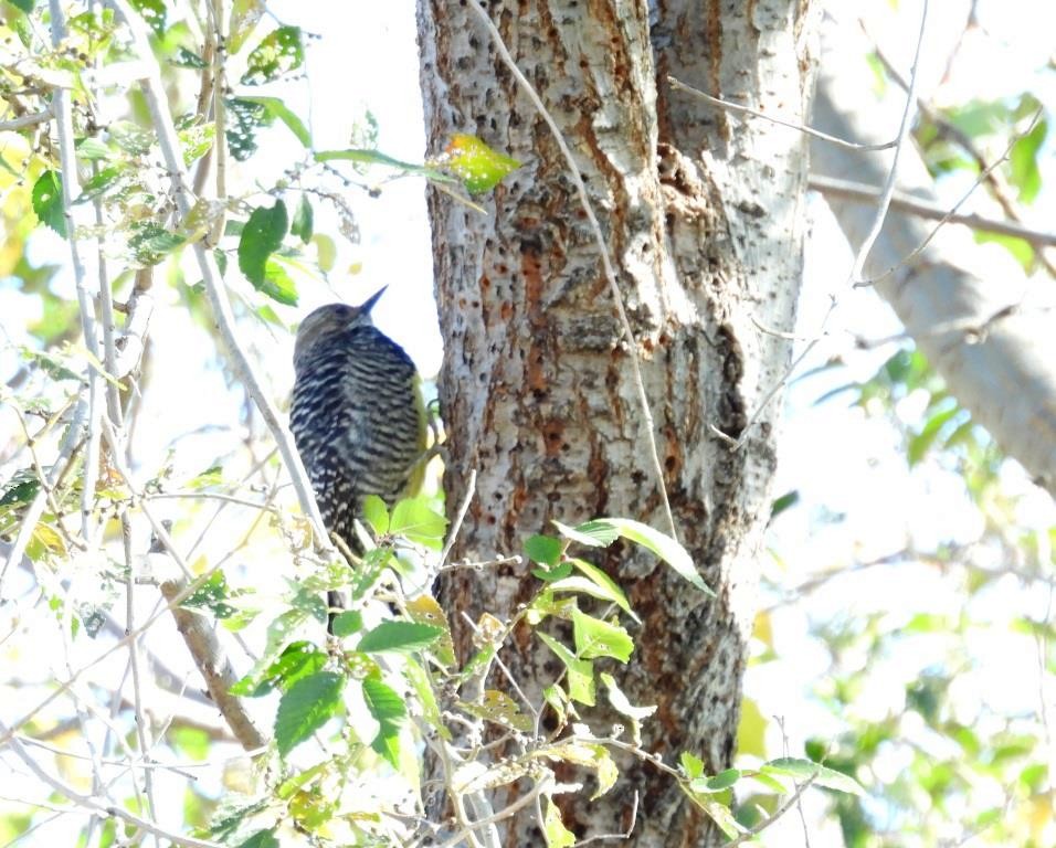 Williamson's Sapsucker - ML508427051