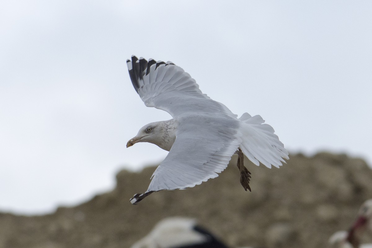 Herring Gull - ML508427681