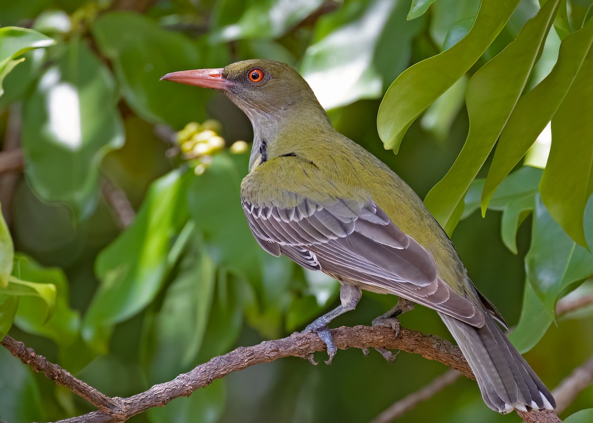 Olive-backed Oriole - ML508427811