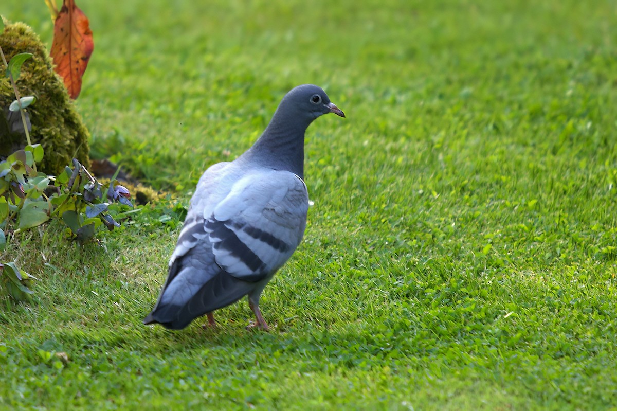 Rock Pigeon (Feral Pigeon) - ML508427841