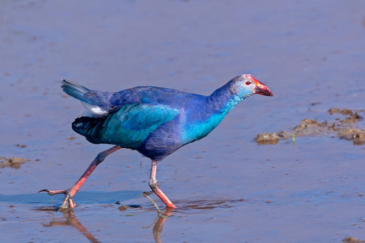 Gray-headed Swamphen - ML508428131