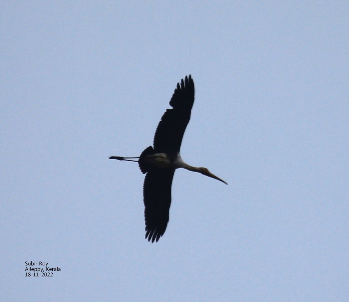 stork sp. - ML508428161