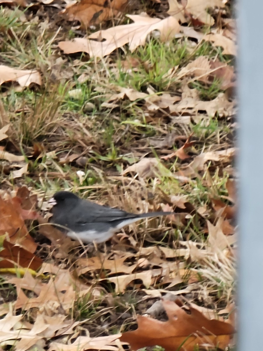 Dark-eyed Junco - ML508428541
