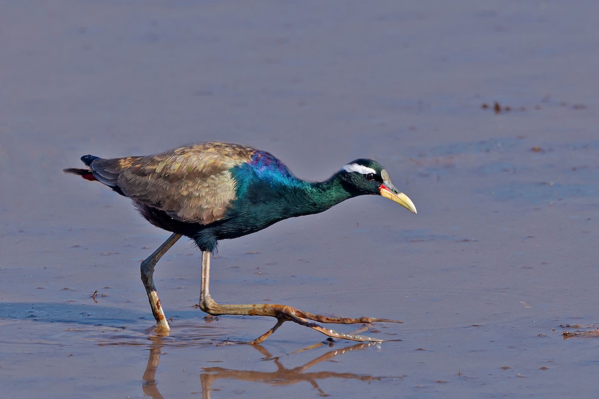 Bronze-winged Jacana - ML508428681